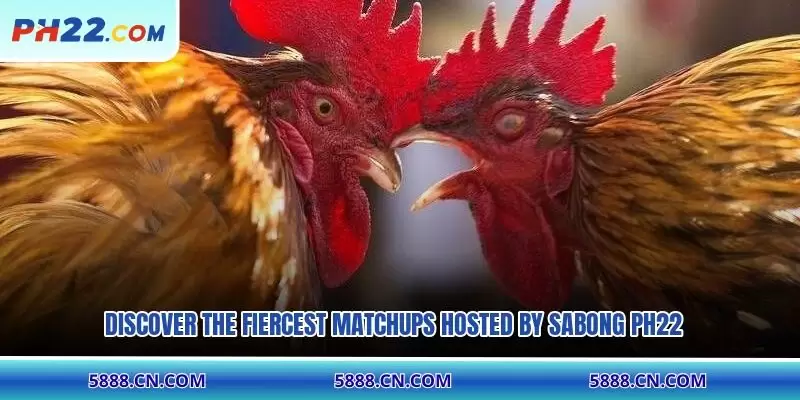 Discover the fiercest matchups hosted by Sabong PH22