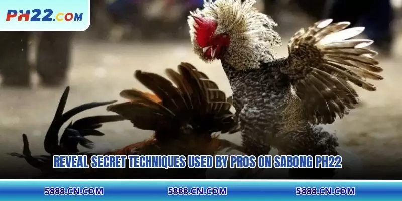 Reveal secret techniques used by pros on Sabong PH22