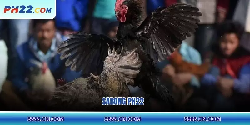 Sabong PH22