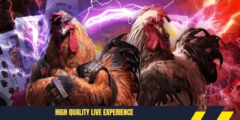 High quality live experience